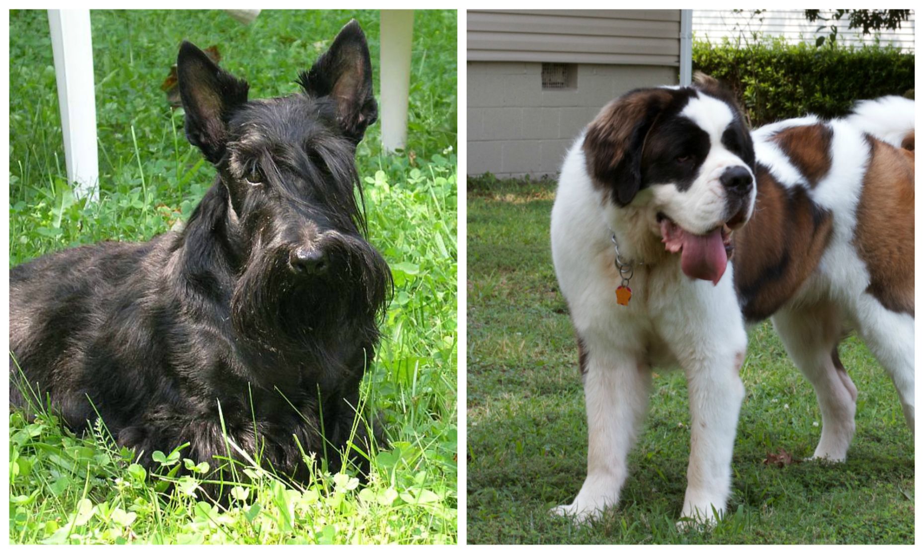 Scottish Terrier and Saint Bernard